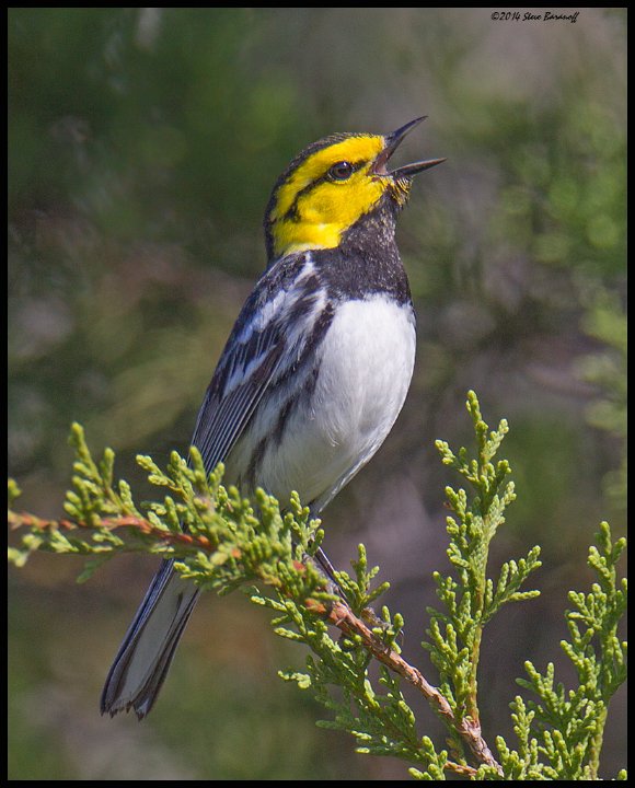 _4SB6088 golden-cheeked warbler.jpg